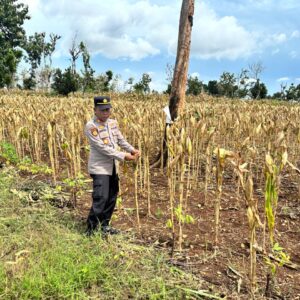 Polri Dukung Astacita, Polsek Merakurak Polres Tuban Turun Cek Tanaman Jagung Warga di Desa Pongpongan