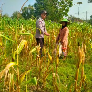 Bhabinkamtimas Desa Medalem Polsek Senori Polres Tuban Monitoring Tanaman Jagung Warga Binaan Guna Mendukung Program Ketahanan Pangan