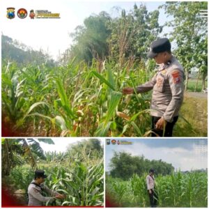 Polsek Soko polres Tuban Polda Jawa Timur Bergerak! Dukung Penuh Swasembada Pangan Presiden Prabowo Melalui Pendampingan Petani