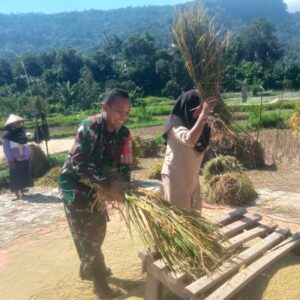 Babinsa Menggala Dampingi Petani Hadapi Panen Terdampak Cuaca