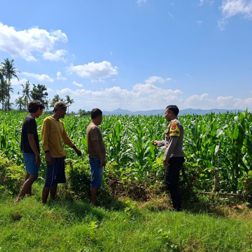 BHABINKAMTIBMAS POLSEK KEMPO DAMPINGI PETANI PANTAU LAHAN JAGUNG, DORONG PEMANFAATAN LAHAN UNTUK TINGKATKAN KETAHANAN PANGAN