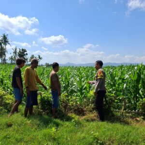 BHABINKAMTIBMAS POLSEK KEMPO DAMPINGI PETANI PANTAU LAHAN JAGUNG, DORONG PEMANFAATAN LAHAN UNTUK TINGKATKAN KETAHANAN PANGAN