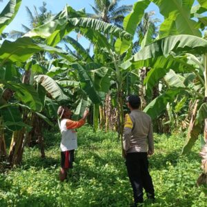 BHABINKAMTIBMAS DESA DOREBARA SAMBANGI PETANI PISANG, BERIKAN EDUKASI DAN DORONG PENINGKATAN KESEJAHTERAAN MASYARAKAT