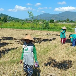 Polres Lombok Barat Kawal Penanaman Jagung di Gerung