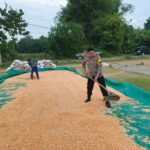 Dukung Ketahanan Pangan, Polsek Bancar Monitoring Panen dan Pengeringan Jagung di Desa Tergambang