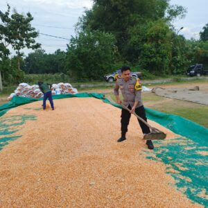 Dukung Ketahanan Pangan, Polsek Bancar Monitoring Panen dan Pengeringan Jagung di Desa Tergambang