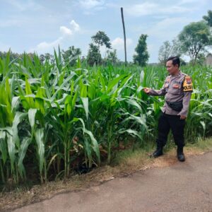 Polri Dukung Astacita, Polsek Palang Polres Tuban Turun Cek Tanaman jagung milik Warga di Desa Glodog