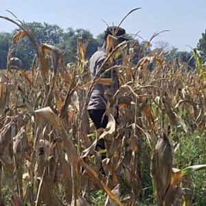 Bhabinkamtibmas Polsek Widang Monitoring Pertumbuhan Tanaman Jagung