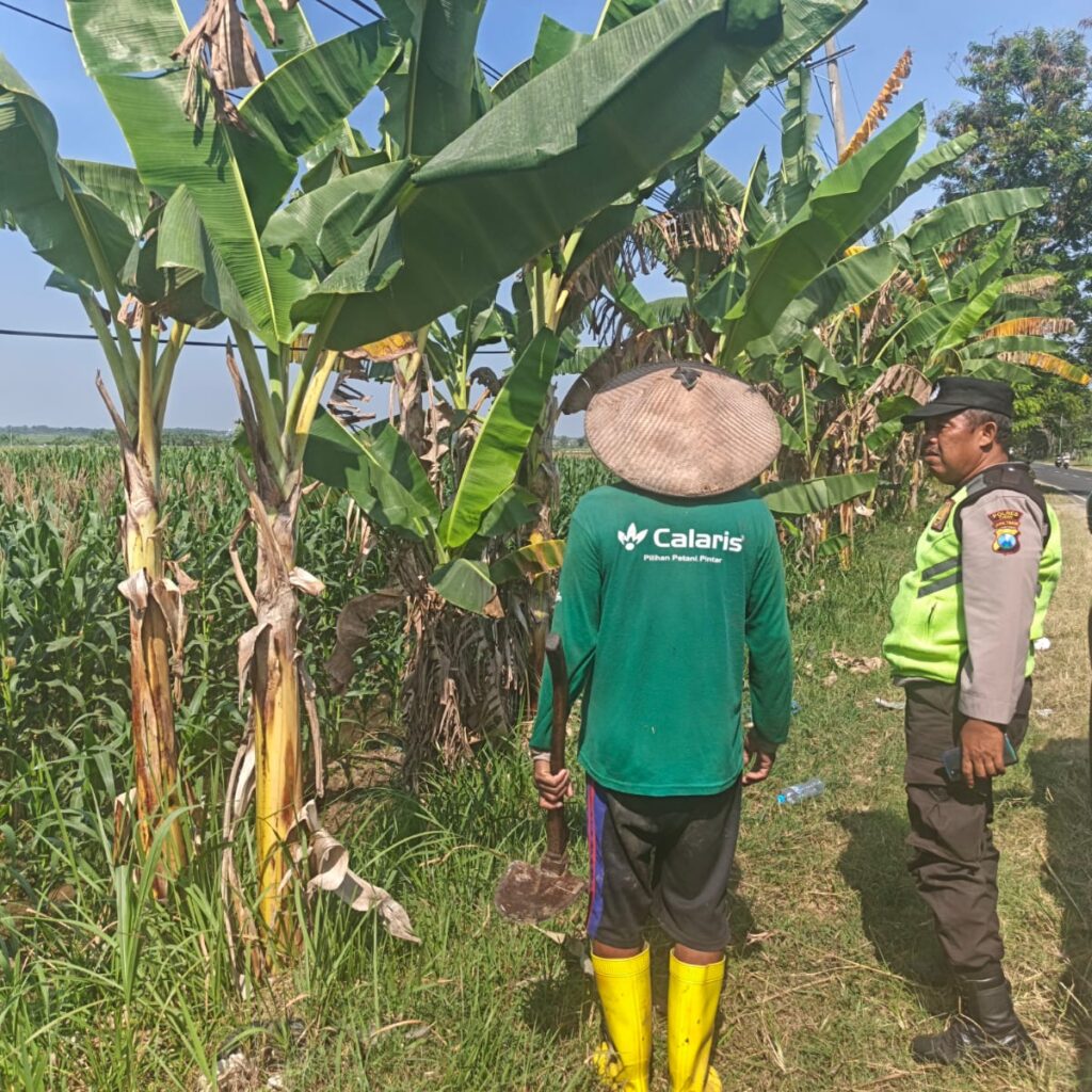 Polri Dukung Astacita, Polsek Rengel Polres Tuban Turun Cek Tanaman Jagung Warga di Desa Kebonagung
