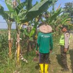 Polri Dukung Astacita, Polsek Rengel Polres Tuban Turun Cek Tanaman Jagung Warga di Desa Kebonagung