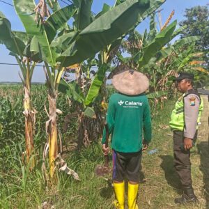 Polri Dukung Astacita, Polsek Rengel Polres Tuban Turun Cek Tanaman Jagung Warga di Desa Kebonagung