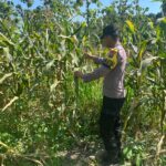 POLSEK BANGILAN DUKUNG PROGRAM KETAHANAN PANGAN NASIONAL MELALUI MONITORING TANAMAN JAGUNG