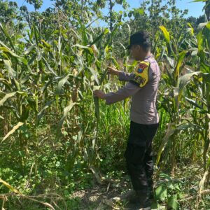POLSEK BANGILAN DUKUNG PROGRAM KETAHANAN PANGAN NASIONAL MELALUI MONITORING TANAMAN JAGUNG