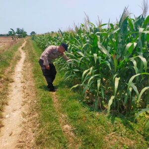 Kanit Binmas Polsek Tuban Monitoring Lahan Jagung di Desa Kembangbilo sebagai Wujud Dukungan Ketahanan Pangan