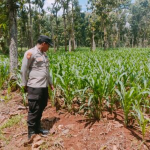 Polsek Montong Polres Tuban Turun Cek Tanaman jagung Warga di Desa Manjung