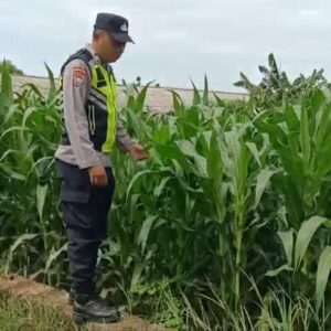 Polri Dukung Astacita, Polsek Semanding Polres Tuban Turun Cek Tanaman jagung milik Warga di Desa Kowang