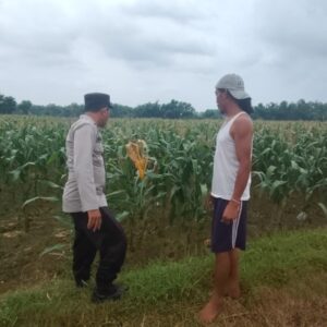Polsek Plumpang Polres Tuban Turun Langsung Cek Tanaman Jagung Warga