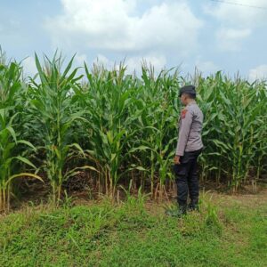 Polsek Tambakboyo Polres Tuban Turun Cek Tanaman jagung Warga di Desa Dikir