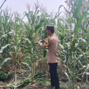 Polsek Singgahan Polres Tuban Turun Cek Tanaman jagung Warga di Desa Mulyorejo