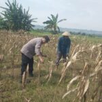 Bhabinkamtibmas Desa Margorejo Monitoring Warga Panen Jagung