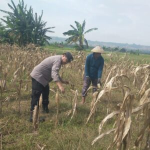 Bhabinkamtibmas Desa Margorejo Monitoring Warga Panen Jagung