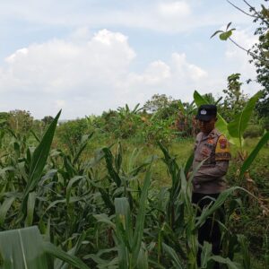 Bhabinkamtibmas Polsek Kenduruan Polres Tuban Cek Lahan Jagung Warga, Dukung Ketahanan Pangan Astacita Presiden