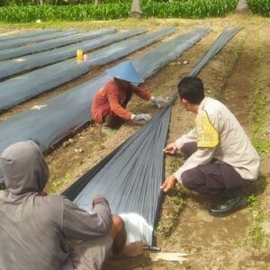 Polsek Sekotong Kawal Ketahanan Pangan di Lombok Barat