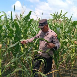 Dukung Astacita Presiden RI, Polisi Polsek Kenduruan Polres Tuban Turun Langsung Mengecek Tanaman Jagung Warga Petani