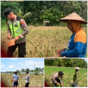 Polsek Soko polres Tuban Polda Jawa Timur Bergerak! Dukung Penuh Swasembada Pangan Presiden Prabowo Melalui Pendampingan Petani