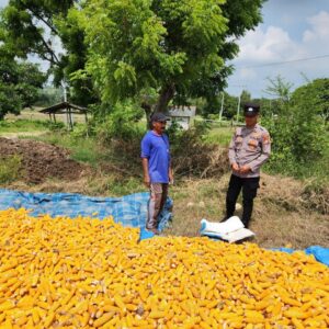 ​Dukung Ketahanan Pangan, Personel Polsek Bancar Monitoring Proses Penjemuran Jagung Petani Jatisari