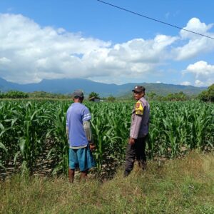 Dampingi Petani Jagung, Bhabinkamtibmas Desa Tarusa Tinjau Lahan Produktif Seluas 1 Hektar