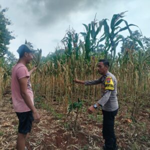 Polri Dukung Astacita, Polsek Palang Polres Tuban Turun Cek Tanaman jagung milik Warga di Desa Dawung