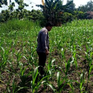 Polsek Grabagan polres Tuban Polda Jawa Timur Dukung Penuh Swasembada Pangan Presiden Prabowo Melalui Pendampingan Petani