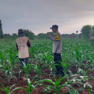 Sambangi Desa Binaan, Bhabinkamtibmas Monitoring Pertumbuhan Jagung Dukung Ketahanan Pangan Nasional