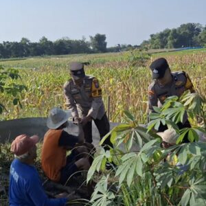 Polsek Widang Pendampingan Petani Jagung Di Desa Compreng