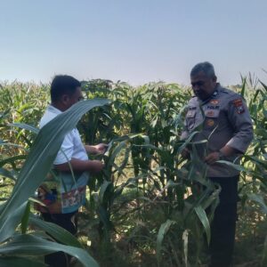 Anggota Bhabinkamtibmas Polsek Jenu Polres Tuban Turun ke Ladang, sambang lahan pertanian.