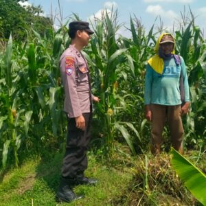 Bhabinkamtibmas Desa Leran Polsek Senori Polres Tuban Cek Tanaman Jagung Warga, Dukung Ketahanan Pangan