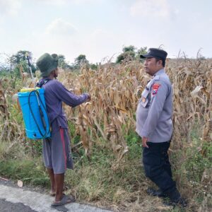Polsek Plumpang Polres Tuban Turun Langsung Cek Tanaman Jagung Warga