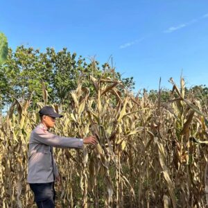 Polri Dukung Astacita, Polsek Merakurak Polres Tuban Turun Cek Tanaman Jagung Warga di Desa Tuwiri Wetan