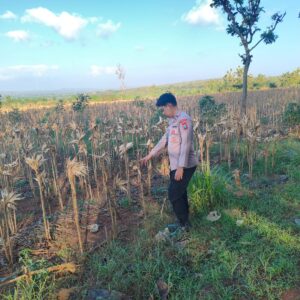 Polsek Montong Polres Tuban Turun Cek Tanaman jagung Warga di Desa Talangkembar