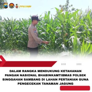 Polsek Singgahan Polres Tuban Turun Cek Tanaman jagung Warga di Desa Mulyoagun