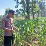 Polsek Tambakboyo Polres Tuban Turun Cek Tanaman jagung Warga di Desa Dikir
