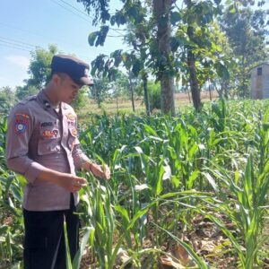 Polsek Tambakboyo Polres Tuban Turun Cek Tanaman jagung Warga di Desa Dikir
