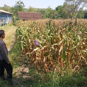 Polri Dukung Astacita, Bhabinkamtibmas Desa Cengkong Polsek Parengan Polres Tuban cek lokasi Tanaman Jagung milik warga di Desa Cengkong Kec. Parengan Kab. Tuban