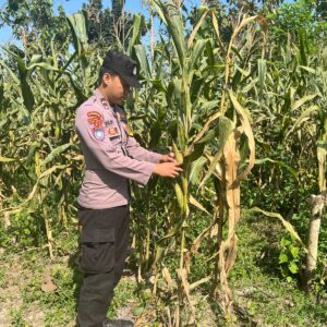 POLSEK BANGILAN DUKUNG PROGRAM KETAHANAN PANGAN MELALUI MONITORING TANAMAN JAGUNG