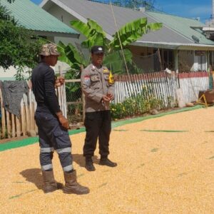 BHABINKAMTIBMAS POLSEK HU’U DAMPINGI PETANI PASCA PANEN, DORONG PRODUKTIVITAS PERTANIAN MENUJU INDONESIA EMAS