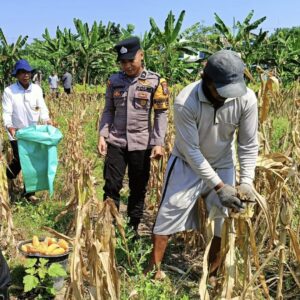 Bhabinkamtibmas Polsek Widang Pendampingan Petani Panen Jagung
