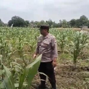 Polsek Tambakboyo Polres Tuban Turun Cek Tanaman jagung Warga di Desa Ngulahan