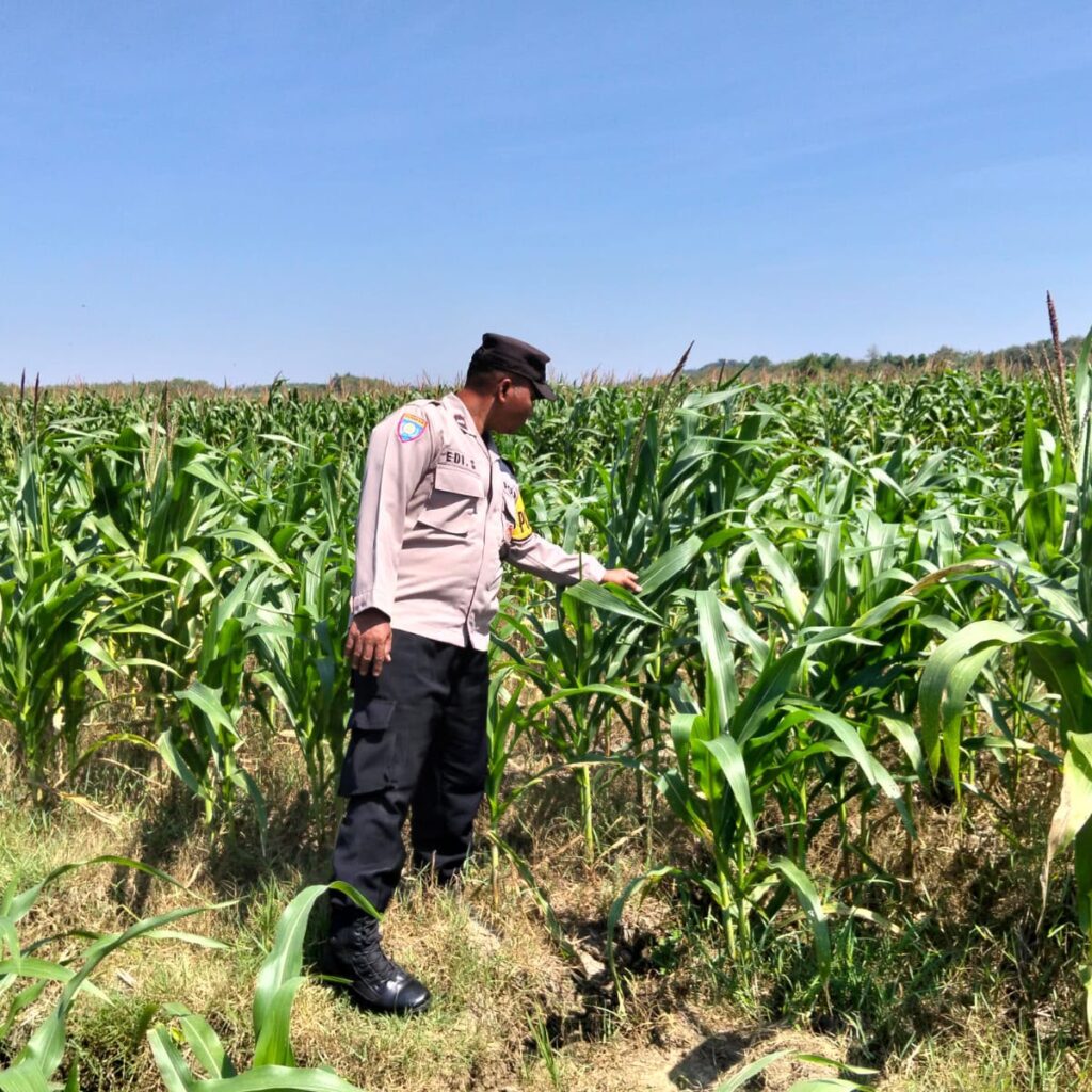 POLSEK BANGILAN AKTIF DUKUNG KETAHANAN PANGAN MELALUI MONITORING TANAMAN JAGUNG