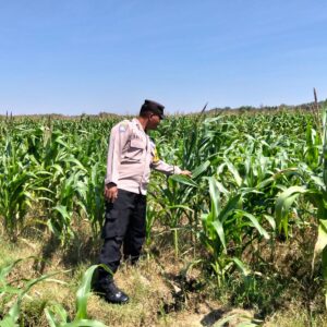 POLSEK BANGILAN AKTIF DUKUNG KETAHANAN PANGAN MELALUI MONITORING TANAMAN JAGUNG